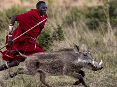 Maasai art depicting the pursuit of a warthog graphic design