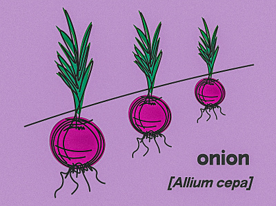 onion illustration illustrator line drawing matte nature pastel photoshop