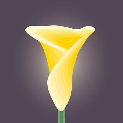 Calla Lilly illustration illustrator vector