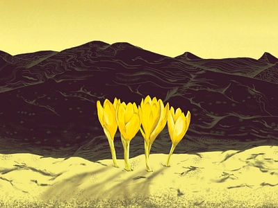 Sternbergia bloom in the Negev Desert illustration