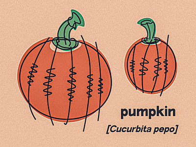 pumpkin illustration illustrator line drawing matte nature pastel photoshop