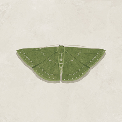 Moth art design editorial art illustration nature