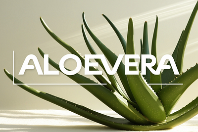 Aloevera- Display font design font sans serif graphic design illustration logo vector