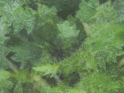 nettles nature photography photoshop