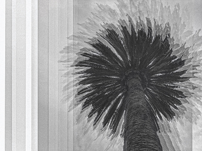 palm tree nature photography photoshop