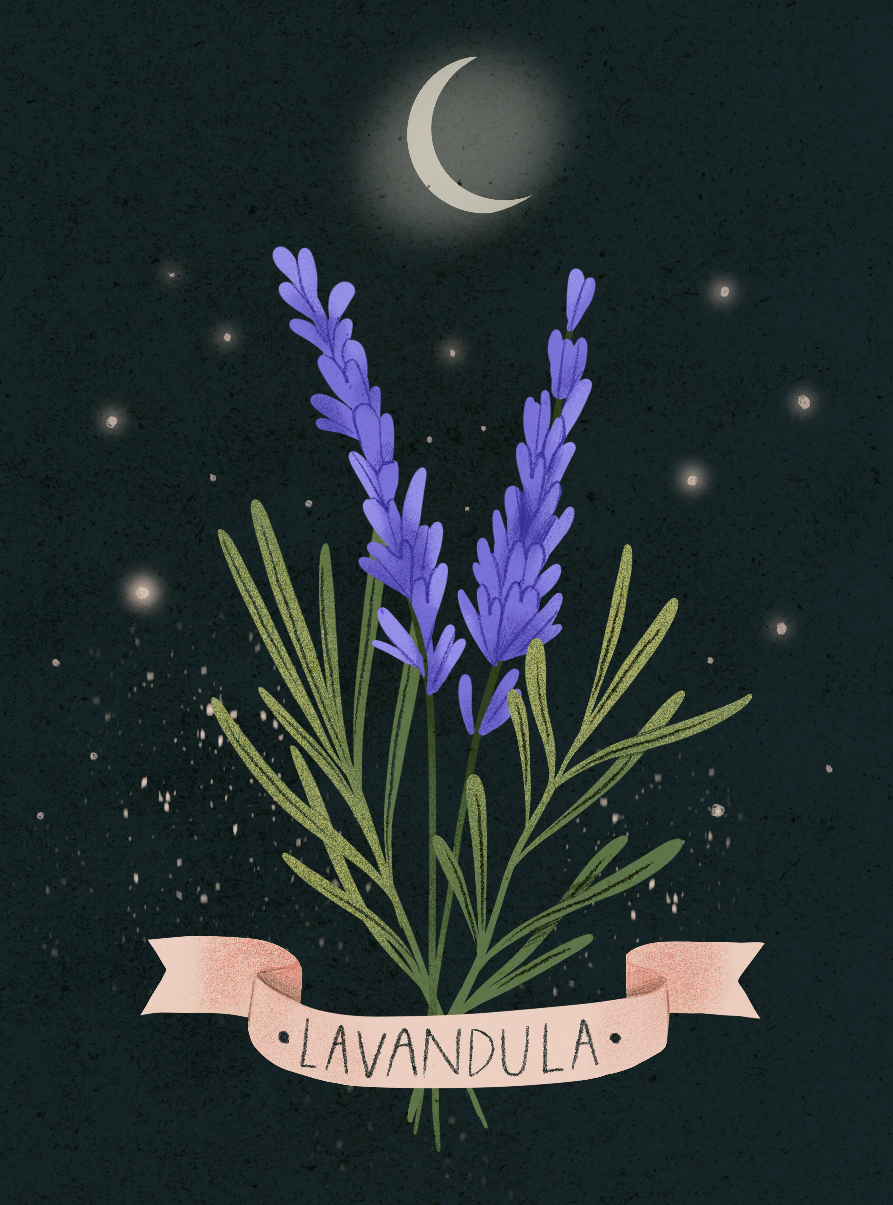 Lavandula flowers and moon: magic botanical illustration botanical digital flower hand drawn herbarium illustration lavandula leaves magic moon mystic plant procreate