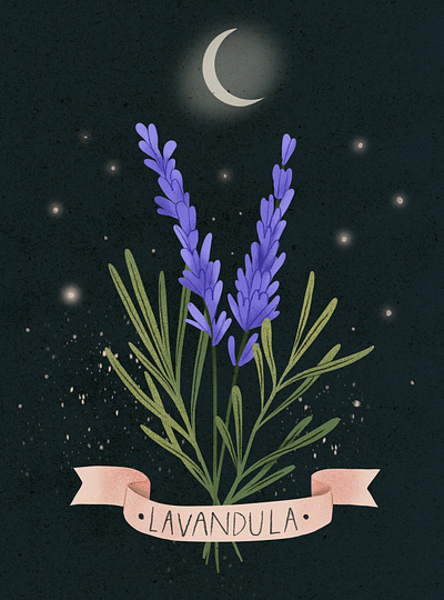 Lavandula flowers and moon: magic botanical illustration botanical digital flower hand drawn herbarium illustration lavandula leaves magic moon mystic plant procreate