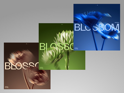 blossom [1--3] 3d branding design