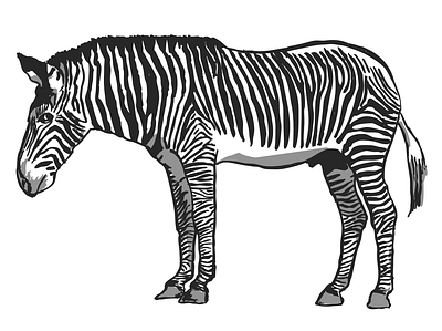 Zebra & Butterfly Ink Illustrations animals butterfly illustration ink illustration zebra