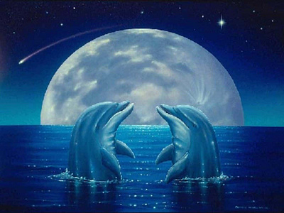 Cute Dolphin Couple Moon animation graphic design motion graphics