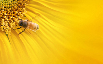 Bee Desktop Wallpaper 3d graphic design motion graphics ui