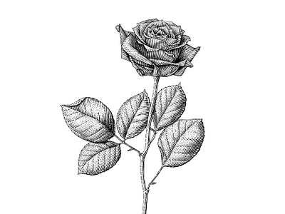 Rose black and white engraving flower illustration nature scratchboard woodcut