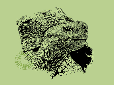 Metazoa Tortoise Illustration beer branding brewery illu illustration tortoise turtle