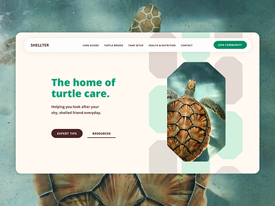 Turtle Pet Care - Responsive Website Design animals aqua brown chocolate brown green pet pet care pet community petcare pets responsive responsive design responsive web design responsive website responsive website design sea sealife terrarium turtle