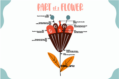 Part of Flowers Infographic Illustration biology botanical botany diagram ecosystem education environment flora flower flowering gardening information learning natural nature parts petal plant science visual