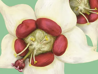 Candiella Flower Illustration bloom candiella candiella flower digital painting exotic floral floral illustration floral painting flower flower illustration flower painting flowers illustration nature painterly painting plant
