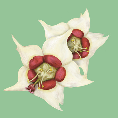 Candiella Flower Illustration bloom candiella candiella flower digital painting exotic floral floral illustration floral painting flower flower illustration flower painting flowers illustration nature painterly painting plant