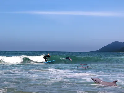 Experimenting with Generative AI ai dolphins generative ai photo editing photoshop photoshop ai surfing surfing scene