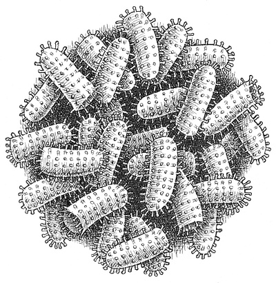 Rabies Virus art artist artwork biology drawing hand drawn illustration ink medical medicine science scientific