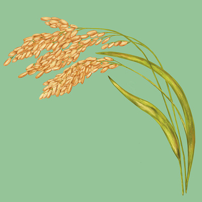 Rice Plant Illustration barely digital illustration digital painting grain illustration illustration art illustrator ingredient nature painterly painting plant plant illustration plant painting rice rice plant stalk wheat