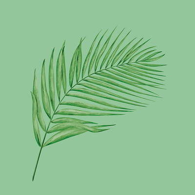 Palm Leaf Painting beach botanical botanical painting branding coconut frond design digital painting exotic frond green illustration leaf leaves nature nature illustration painterly painting palm plant tropical