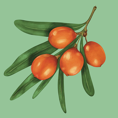 Sea Buckthorn Plant Painting antioxidant asia berries berry deciduous flower fruit illustration leaves nature illustration orange organic painterly painting plant plant painting sea buckthorn seaberries shrub skin