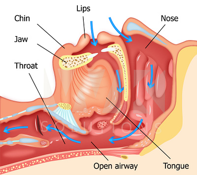 Respiratory system 3d branding design graphic design illustration medical illustration respiratory system