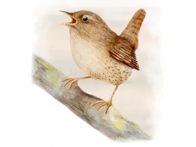 Watercolour bird illustration - Wren bird illustration book illustration british birds nature illustrator nature journal watercolour artwork watercolour illustration