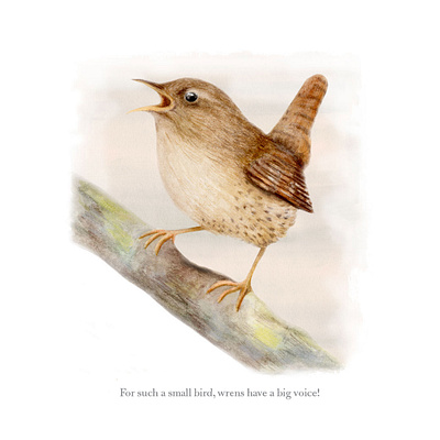 Watercolour bird illustration - Wren bird illustration book illustration british birds nature illustrator nature journal watercolour artwork watercolour illustration