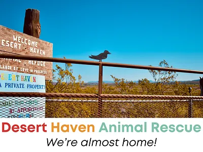 Desert Haven Animal Rescue Intro Video branding illustration video