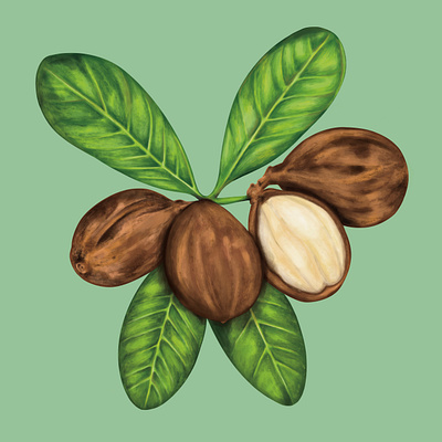 Shea Nut Plant Painting botanical creamy digital digital painting illustration illustrator ingredient leaf nature nature painting nut organic painterly painting plant plant painting seed shea shea nut shell