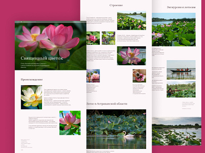 Longread for the tourism industry design flower illustration lotus tourism ui ux