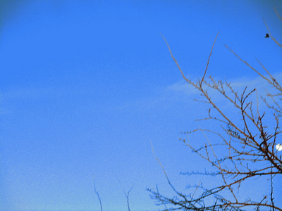 Blue sky, moon and a bird