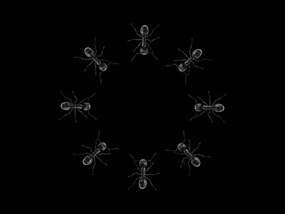 Anticipate ant branding design graphic design icon illustration logo typography vector