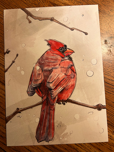 Winter Cardinal bird cardinal digital digital painting illustration ink paint pen watercolor