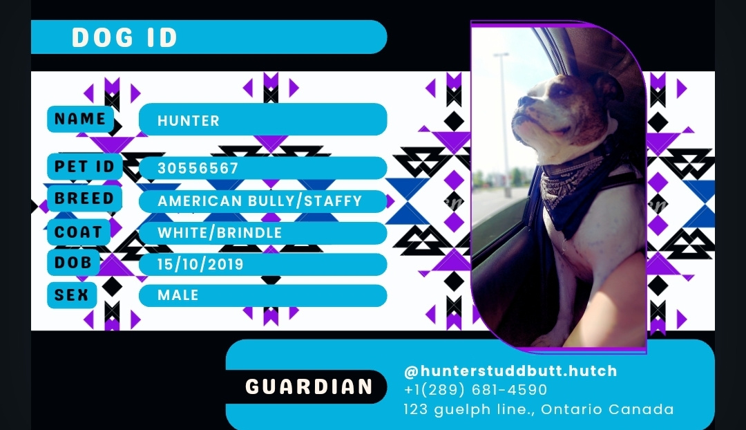 Pet ID Tag Design & Profile Page design layouts design templates designer dogs graphic design pet id tags ux design