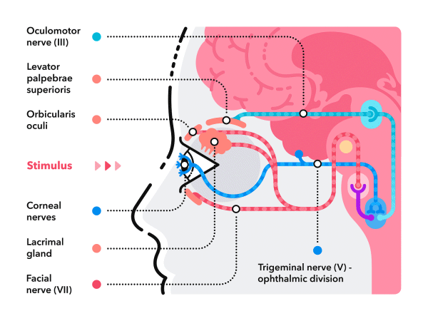 Diagram of the nerves of the human eye 2d animation brain diagram eye flat health human illustration infographic infographics json lottie medical medical infographic medicine nerves svg vector web