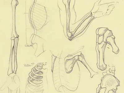 Bones bones drawing sketch