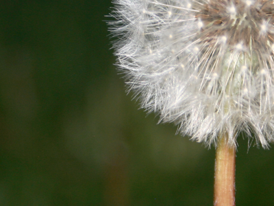 Need to kill some of these dandelion