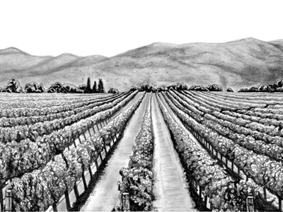 Vineyard drawing pencil vineyard