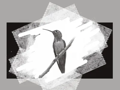 Perch Tape bird nature