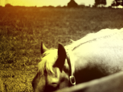 Image Processing advertisment color equine light photography texture