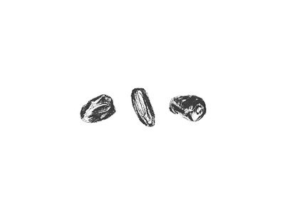 Three Dates - Charcoal Drawing date date palm doodle drawing dried fruit hand drawn icon icons illustration ink mazafati dates sketch symbol three dates vintage