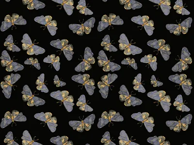 Seamless butterfly pattern on black background. colorful design flower wallpaper graphic design