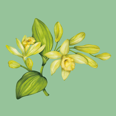 Vanilla Flower Painting bontaical art botanical botanical painting digital digital flower digital illustration digital painting floral flower garden illustration illustrator leaf nature painterly painting texture vanilla wild yellow