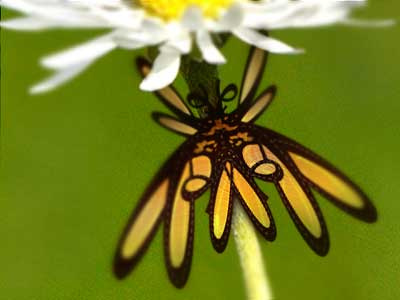 bbbutterfly bbb flower green insect orange playoff veer