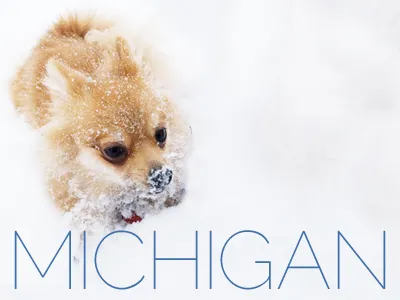 Michigan cold michigan pomeranian state winter