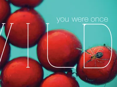 You were once wild. blue photography red spider typography