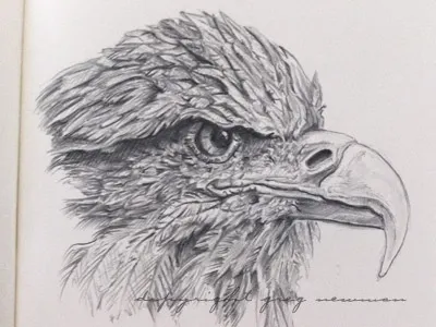Eagle Study black drawing eagle graphite grey pencil sketch