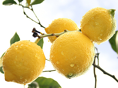 Lemon juice anyone? art blue green illustration lemon lemonjuice photo photography sky water yellow